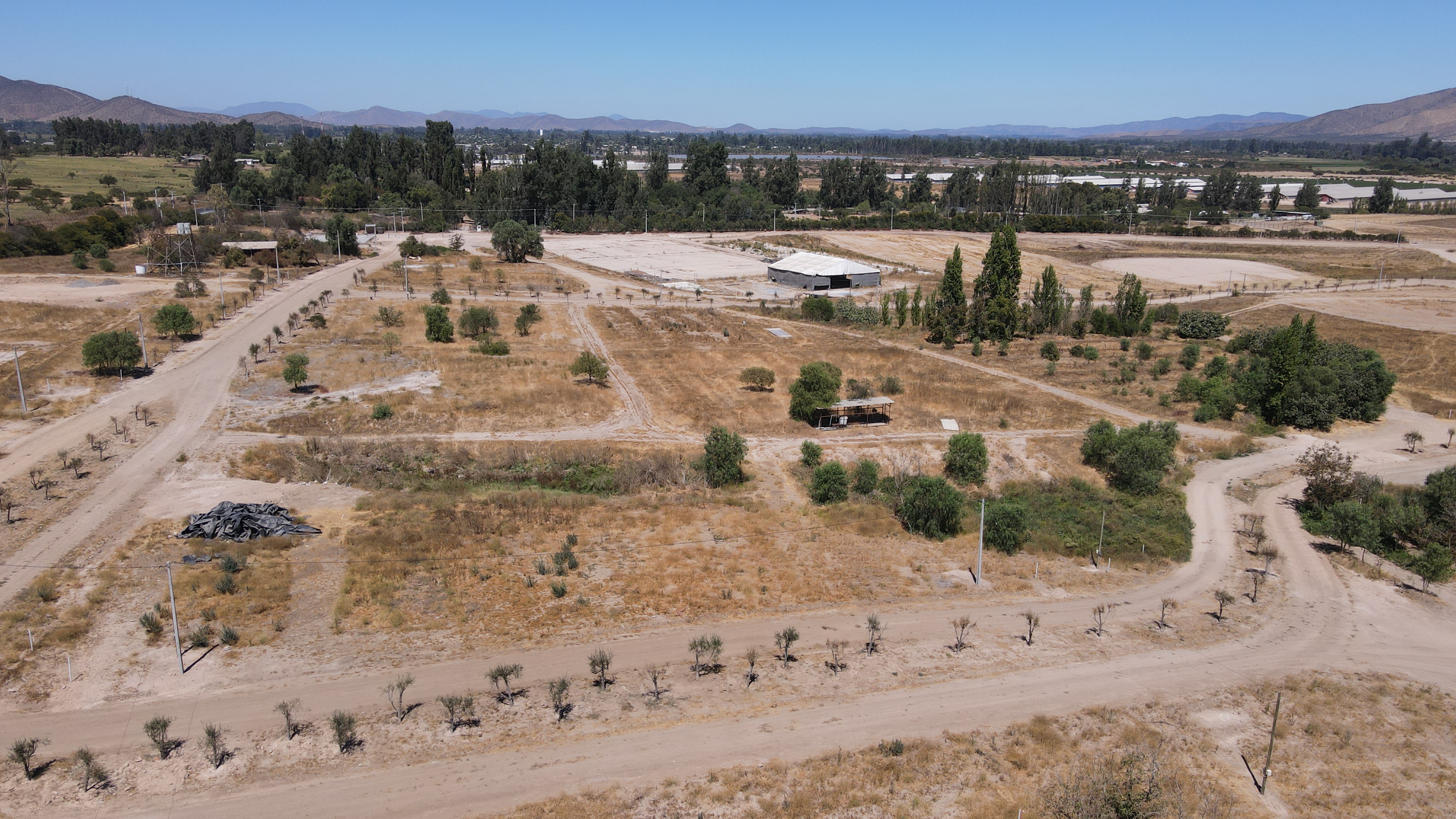 Lotes y olivos