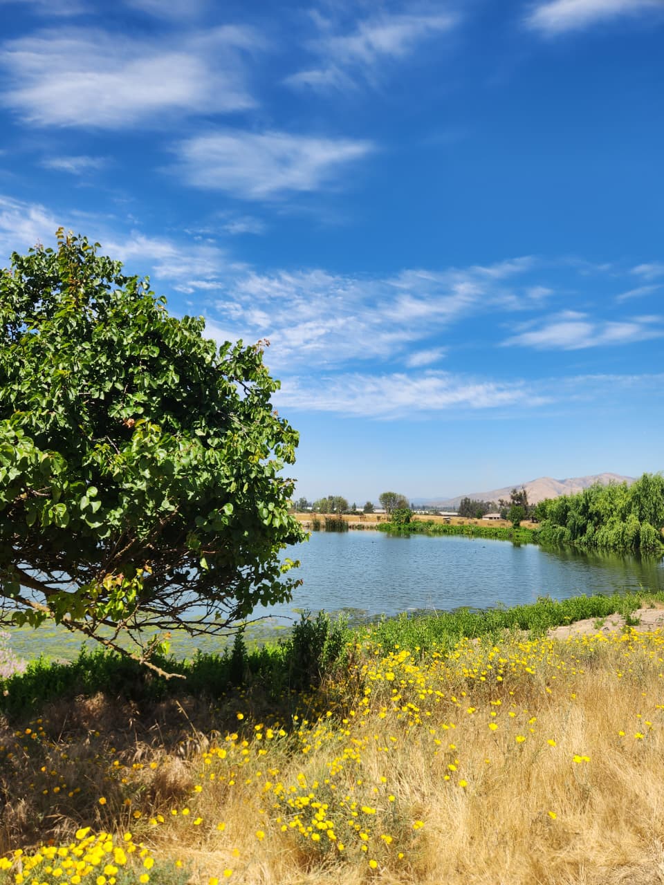 Laguna con árbol y flores